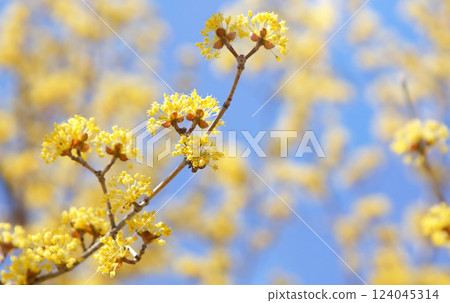 Yellow Cornus officinalis flowers Yellow Cornus officinalis flowers 124045314