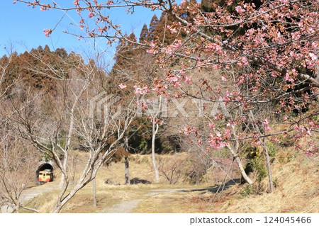 小湊鐵道「山中河津櫻花開時」，背後有火車作背景 124045466