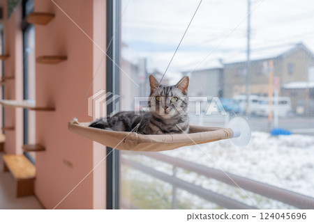 Cat relaxing in a hammock Cat relaxing in a hammock 124045696