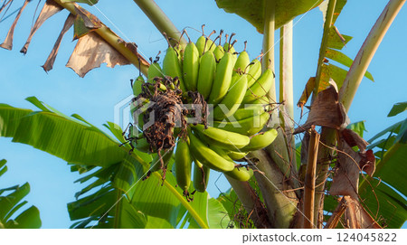 Many banana fruits grow on a banana tree with green leaves in a tropical fore Many banana fruits grow on a banana tree with green leaves in a tropical fore 124045822