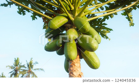 Many papaya fruits grow on a tree with green leaves in a tropical forest 124045836