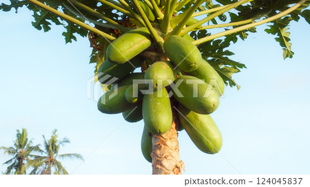 Many papaya fruits grow on a tree with green leaves in a tropical forest Many papaya fruits grow on a tree with green leaves in a tropical forest 124045837