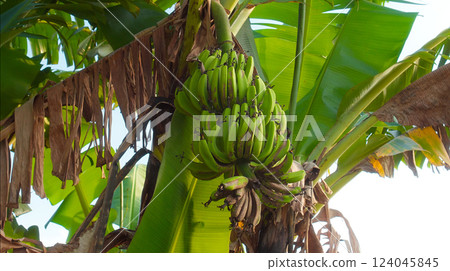 Many banana fruits grow on a banana tree with green leaves in a tropical fore 124045845