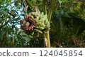 Many banana fruits grow on a banana tree with green leaves in a tropical fore 124045854