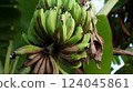 Many banana fruits grow on a banana tree with green leaves in a tropical fore 124045861