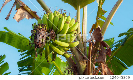 Many banana fruits grow on a banana tree with green leaves in a tropical fore Many banana fruits grow on a banana tree with green leaves in a tropical fore 124045869