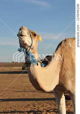 Morocco, Sahara Desert, Merzouga, Merzouga sand dunes and camels 124046206
