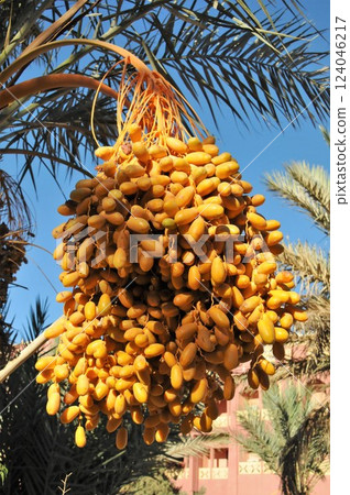 摩洛哥，伊爾福德，椰棗 124046217