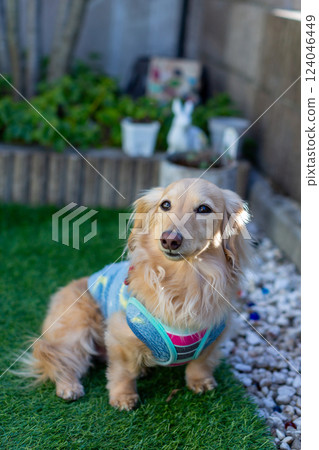 Adult Kaninchen Dachshund playing in the garden 124046449