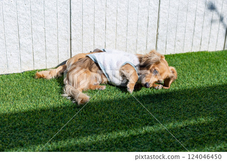Adult Kaninchen Dachshund playing in the garden Adult Kaninchen Dachshund playing in the garden 124046450