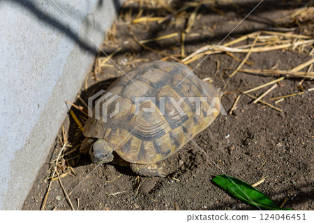 African spurred land turtle 124046451