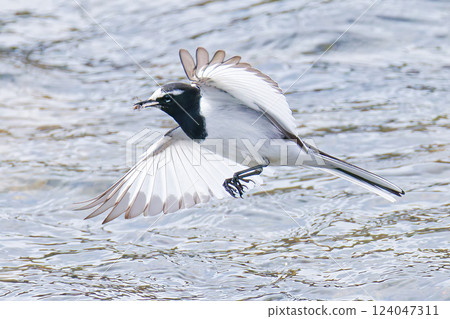 A Japanese Wagtail catching an insect while flying 124047311