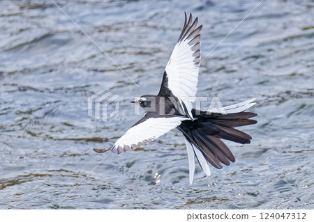 A Japanese Wagtail flying with its tail feathers spread 124047312