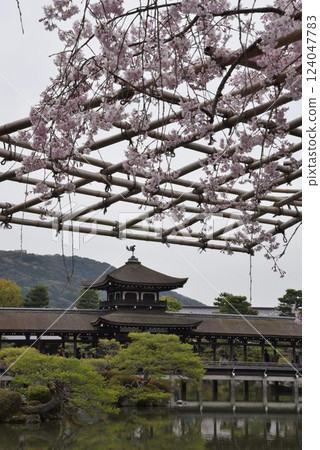 日本文化的始祖平安神宮:櫻花盛開的時候 日本文化的始祖平安神宮:櫻花盛開的時候 124047783