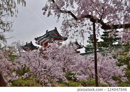 日本文化的始祖平安神宮:櫻花盛開的時候 日本文化的始祖平安神宮:櫻花盛開的時候 124047846