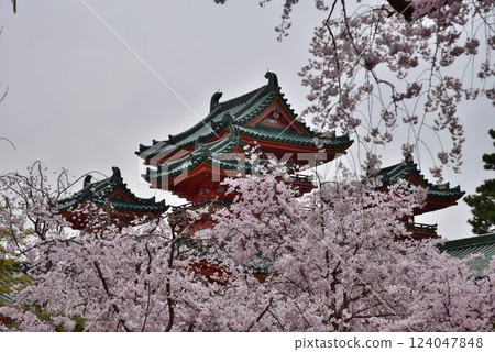 日本文化的始祖平安神宮:櫻花盛開的時候 日本文化的始祖平安神宮:櫻花盛開的時候 124047848