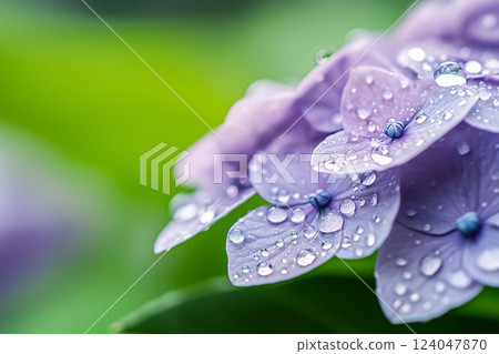 Artistic and ultra-high definition close-up of a hydrangea 124047870