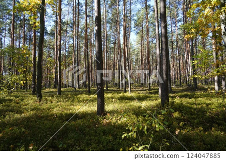 Scenery around Warsaw, the capital of Poland 124047885