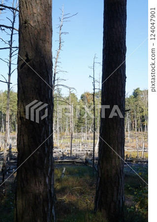 Scenery around Warsaw, the capital of Poland 124047901