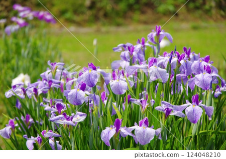 Tokigawa Iris Garden Tokigawa Iris Garden 124048210