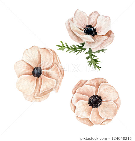 Hand drawn watercolor set of peachy pink anemones in three various blossoming flowers Hand drawn watercolor set of peachy pink anemones in three various blossoming flowers 124048215