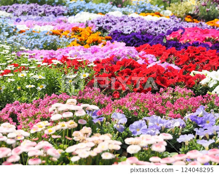 Colorful flowers blooming in spring Colorful flowers blooming in spring 124048295