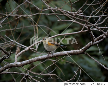 Ruribitaki catching on branches 124048317
