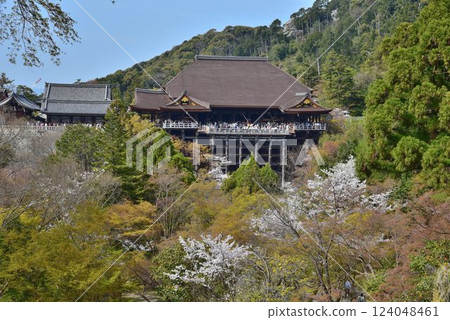 京都東山、清水寺、櫻花盛開的時候 124048461