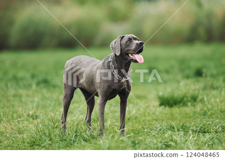 Standing on the green grass. Portrait of dog with short black fur that is having a walk outdoors at summertime 124048465