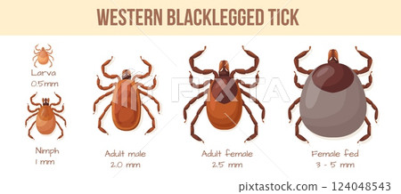 Ticks stage. Tick mites insect bug parasite life cycle type view, fed female male larva nymph human skin parasites bugs lyme disease spring safety medical neat vector illustration Ticks stage. Tick mites insect bug parasite life cycle type view, fed female male larva nymph human skin parasites bugs lyme disease spring safety medical neat vector illustration 124048543