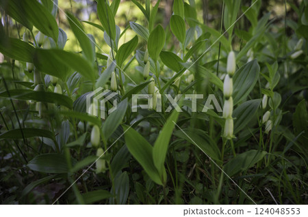 白花盛開的森林 白花盛開的森林 124048553