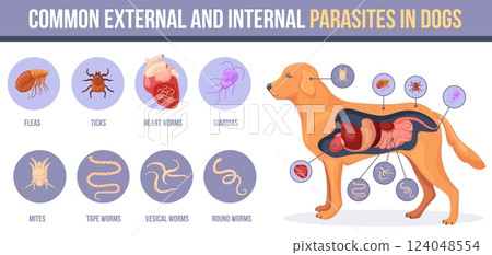 Dog parasites. Puppy pet intestinal external parasite disease, skin ticks flea in animal fur parasitic infection worms or bugs heartworm hookworm, medicine neat vector illustration 124048554