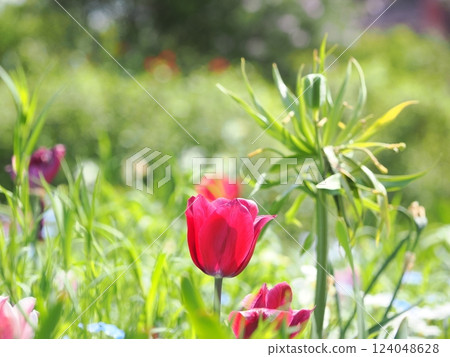 Spring is in full bloom! Colorful flower fields Spring is in full bloom! Colorful flower fields 124048628