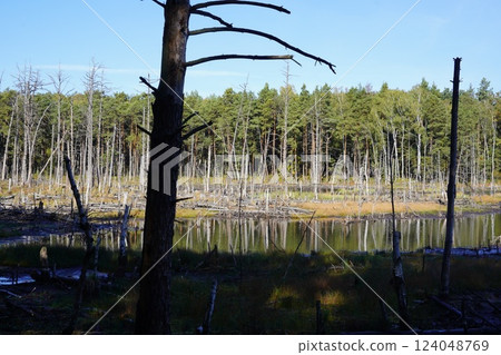 Scenery around Warsaw, the capital of Poland 124048769