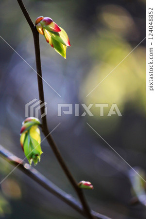 Tosa dogwood buds, photographed in Kanagawa Prefecture in March 124048852