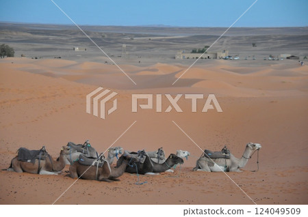 摩洛哥、撒哈拉沙漠、梅爾祖卡、梅爾祖卡沙丘、等待的駱駝 124049509