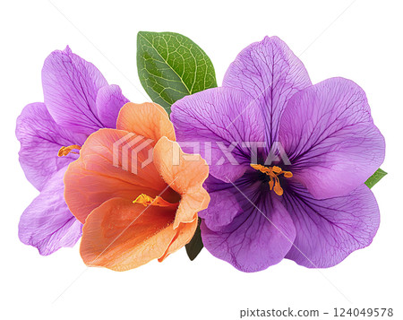 Stunning closeup of vibrant purple and peach blossoms, elegantly arranged with lush green leaves. A perfect metaphor for beauty and contrast, ideal for greeting cards, websites, or wellness branding. Stunning closeup of vibrant purple and peach blossoms, elegantly arranged with lush green leaves. A perfect metaphor for beauty and contrast, ideal for greeting cards, websites, or wellness branding. 124049578
