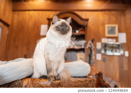 A cat sitting on a desk looking at something 124049684