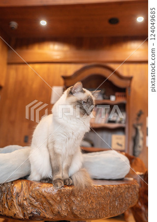 一隻貓坐在桌子上看著某樣東西 一隻貓坐在桌子上看著某樣東西 124049685