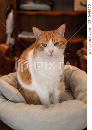 一隻貓放鬆 一隻貓放鬆 124049690