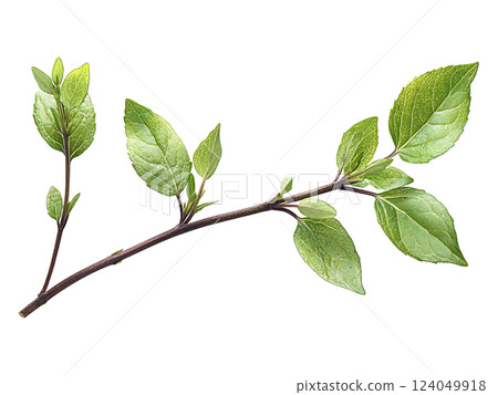 Vibrant sprig of fresh, green leaves isolated on white.  Perfect for spring themes, nature concepts, growth metaphors, or health  wellness visuals.  Ideal for websites, blogs, and publications. 124049918