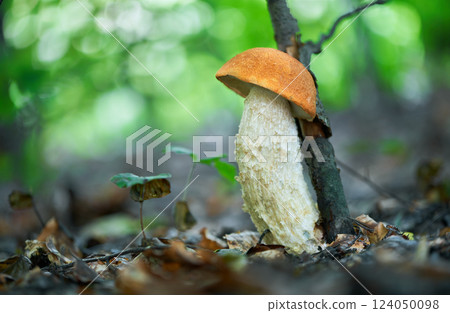 Leccinum albostipitatum 124050098