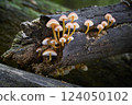 Mycena renati 124050102