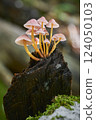 Mycena renati 124050103