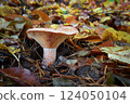 Lactarius deliciosus 124050104