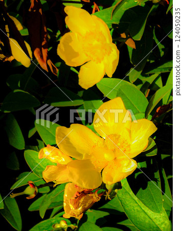 鮮豔的金色莎草 鮮豔的金色莎草 124050235