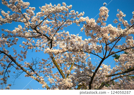 盛開的櫻花在藍天中閃耀 124050287