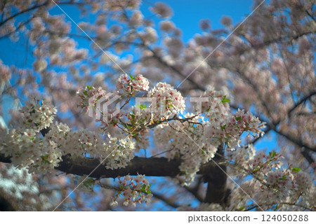 染井吉野櫻花盛開，照亮了春天蔚藍的天空 124050288