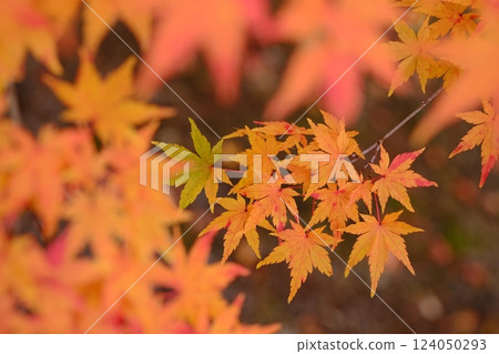 光明寺的秋葉景象 光明寺的秋葉景象 124050293