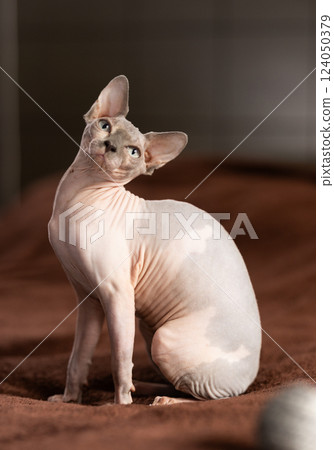 Hairless domestic pet, kitten of Sphynx breed 124050379